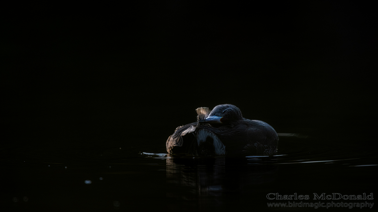 American Coot
