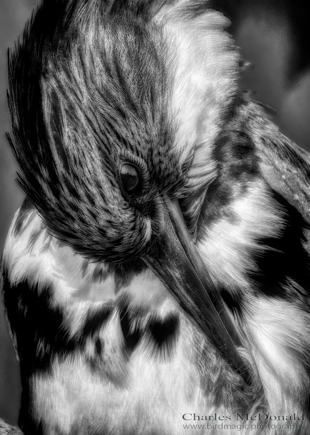 Belted Kingfisher