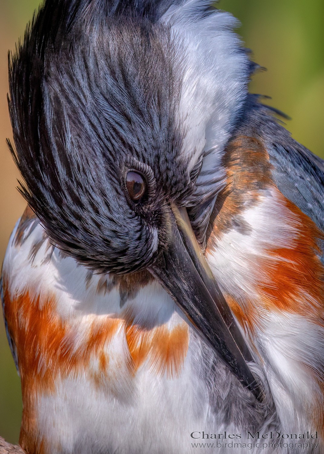 Belted Kingfisher