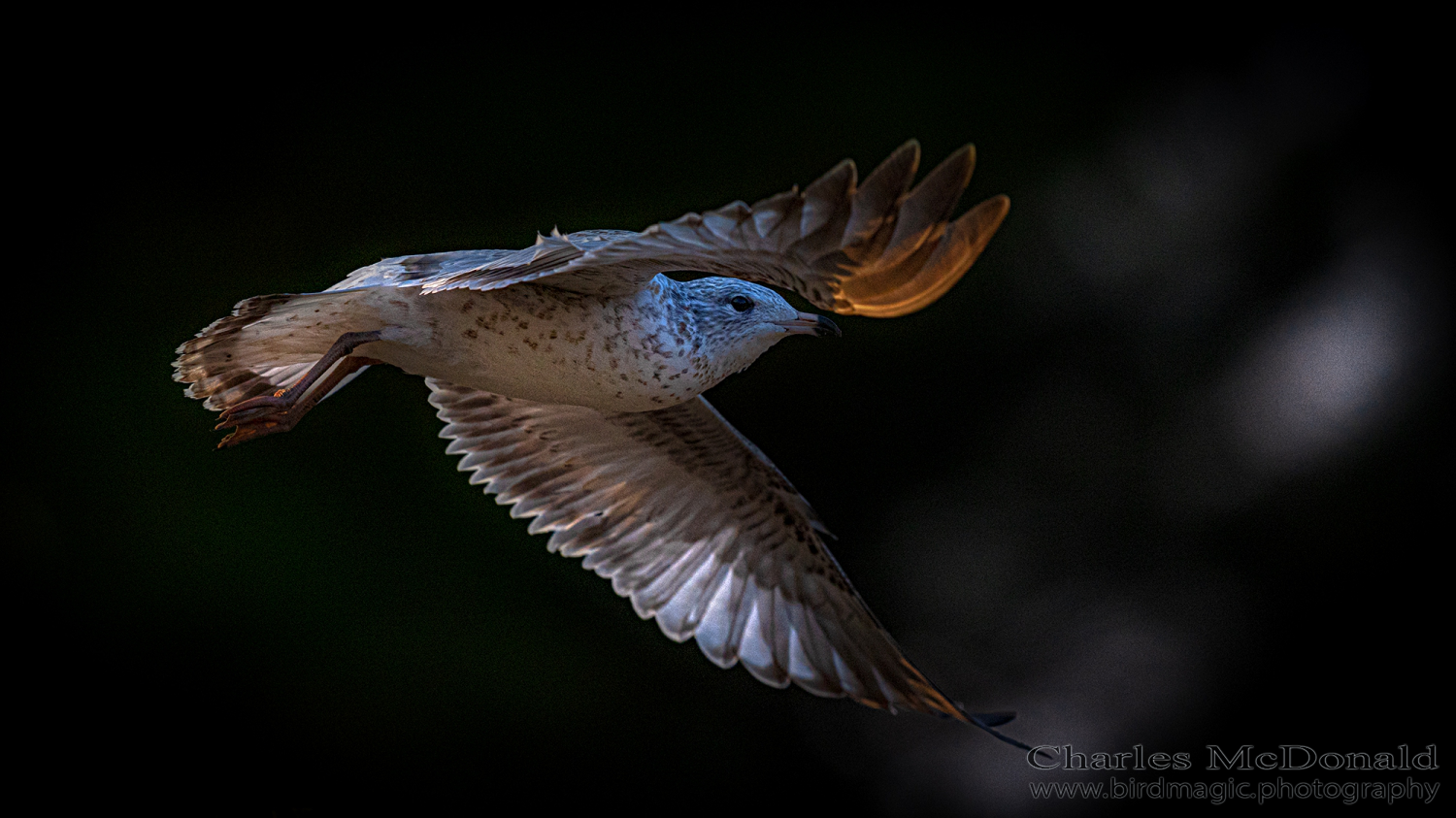 Ring-billed Gull
