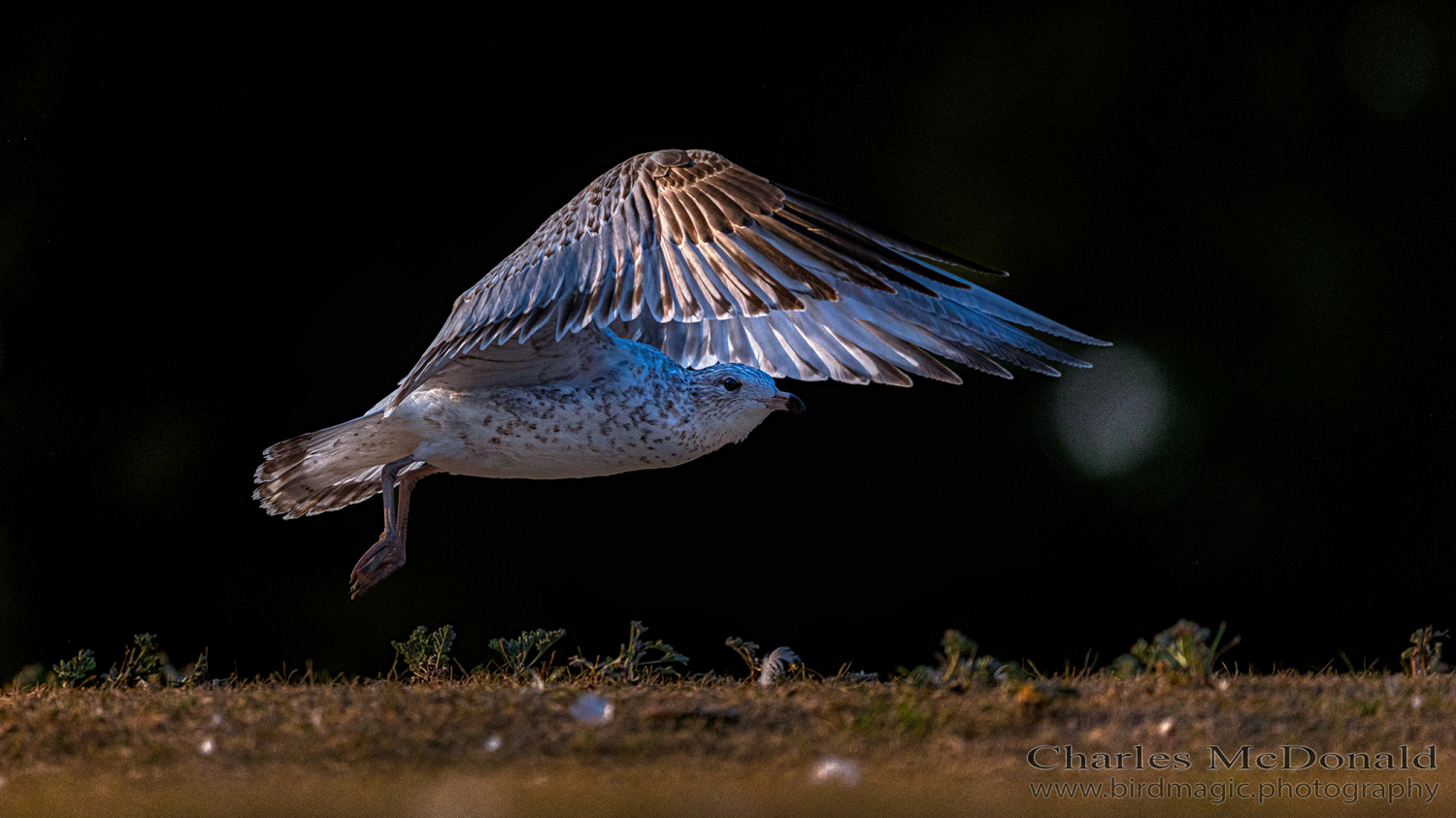Ring-billed Gull