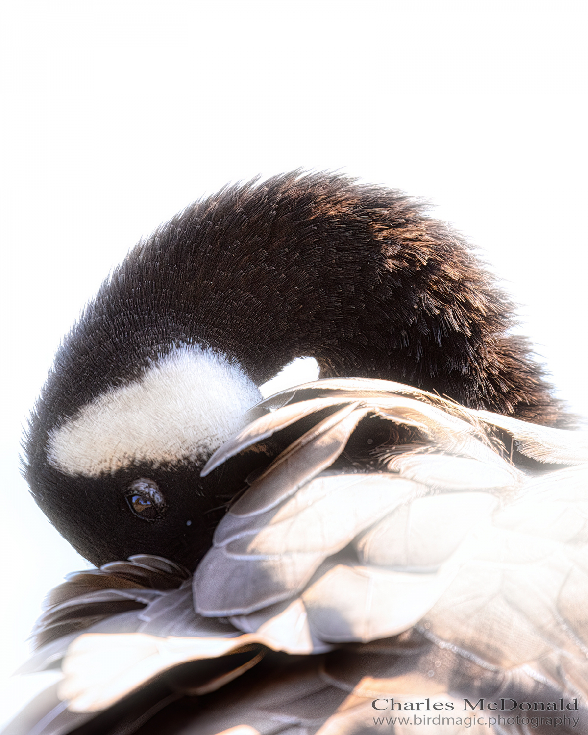 Canada Goose