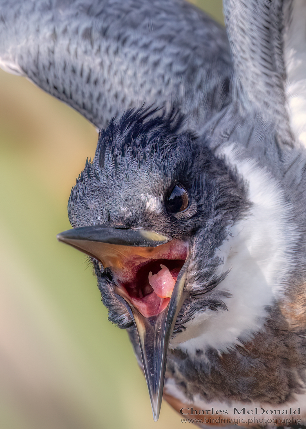 Belted Kingfisher