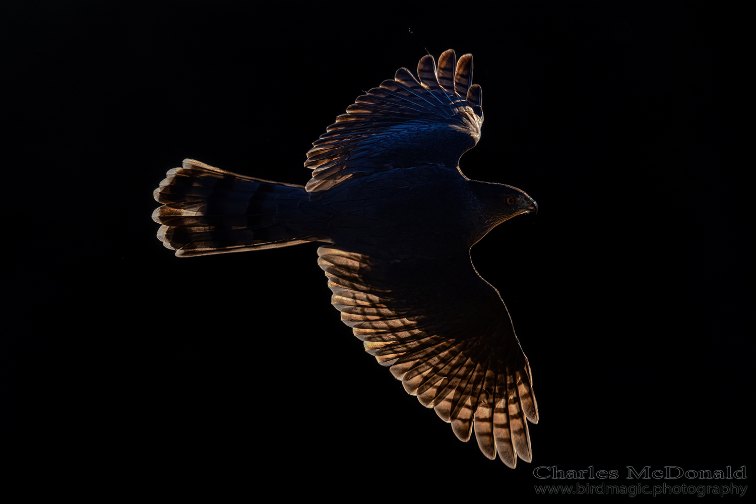 Cooper's Hawk