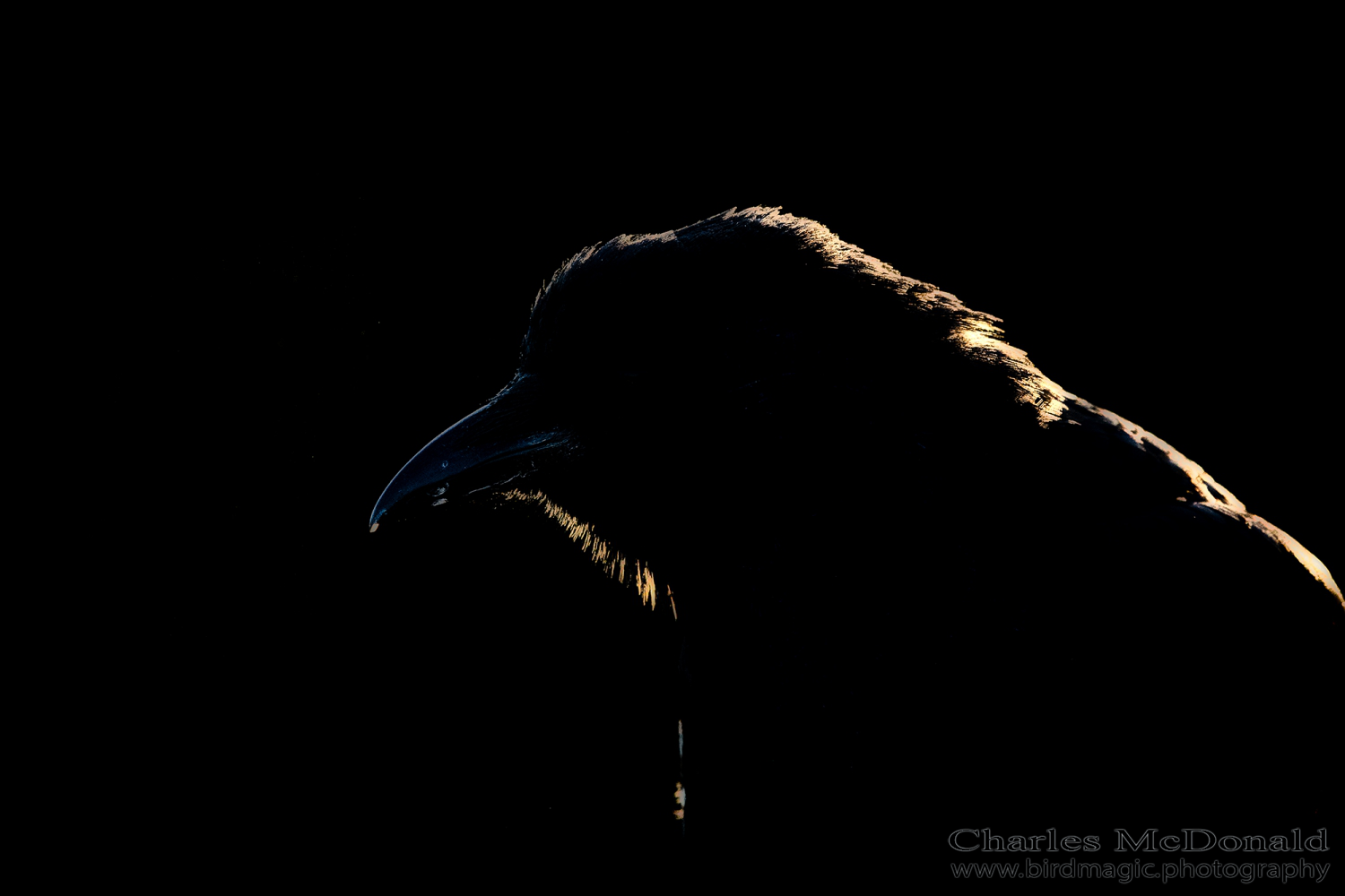 American Crow