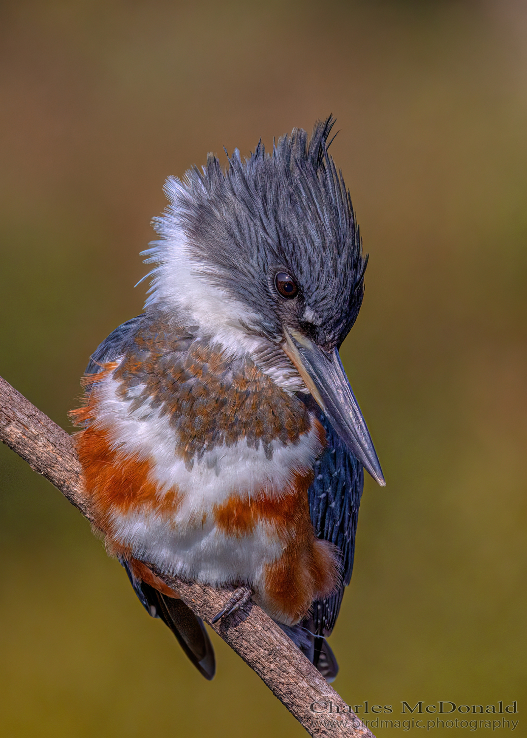 Belted Kingfisher