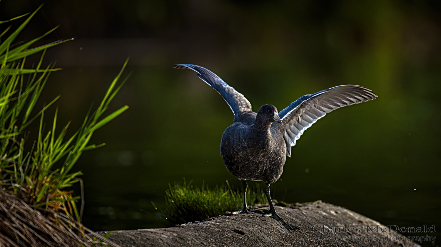 American Coot
