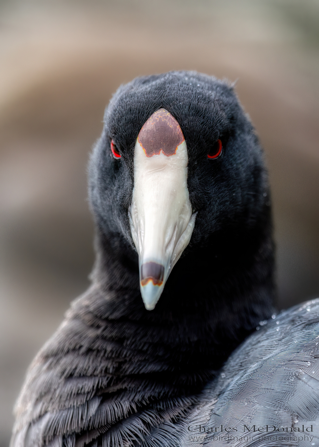 American Coot