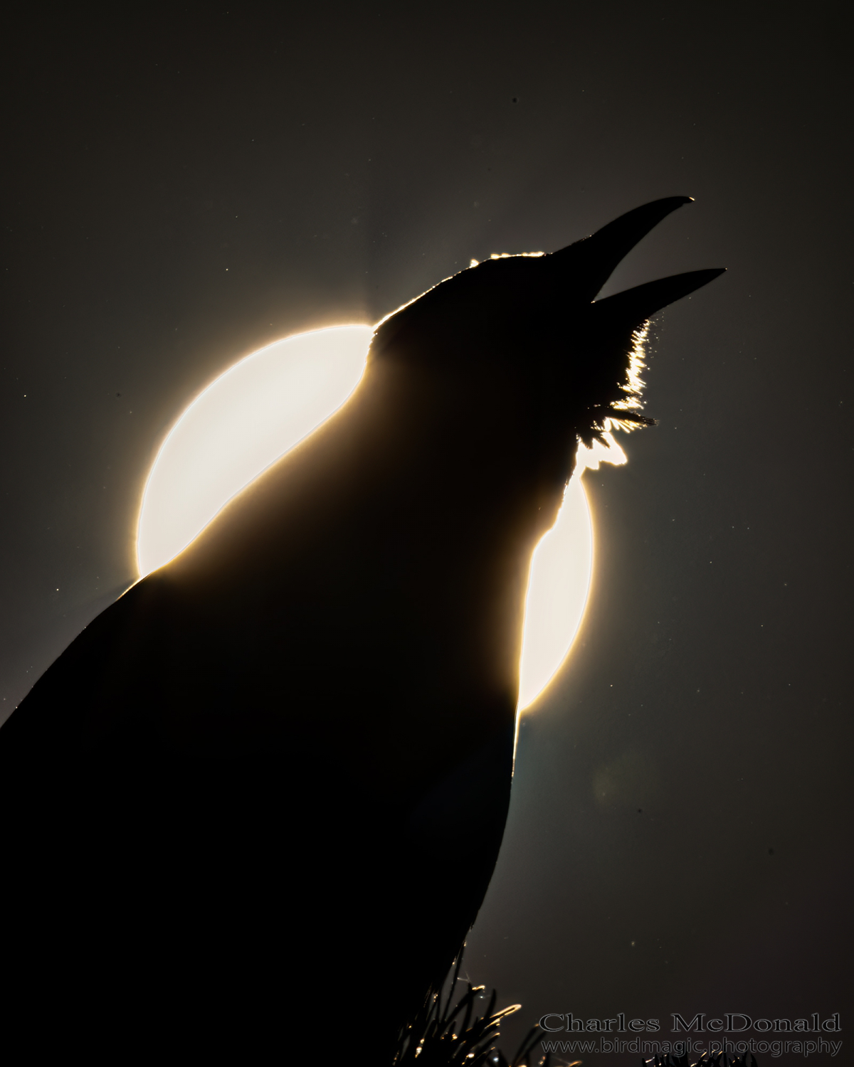 American Crow