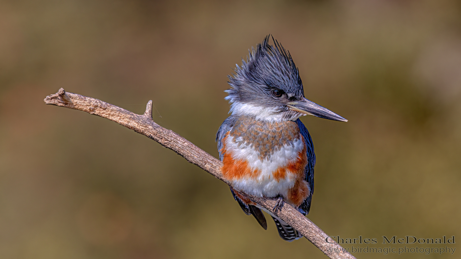 Belted Kingfisher