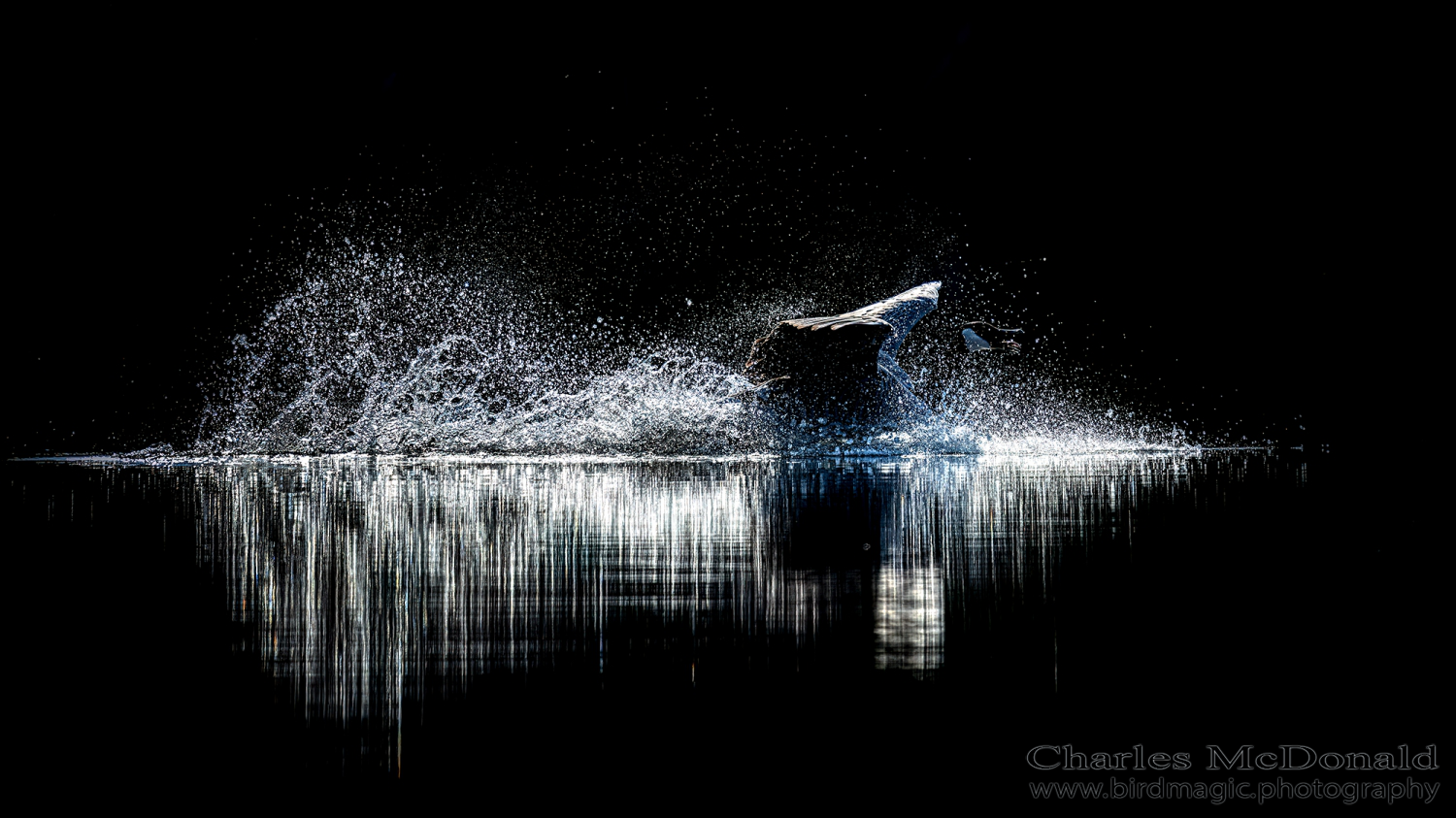Canada Goose
