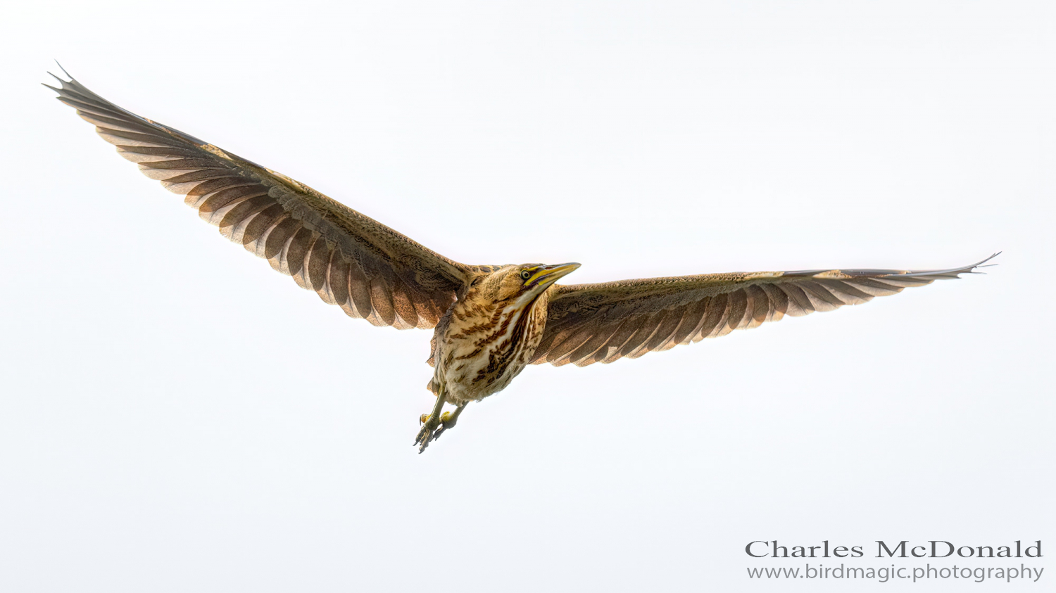 American Bittern