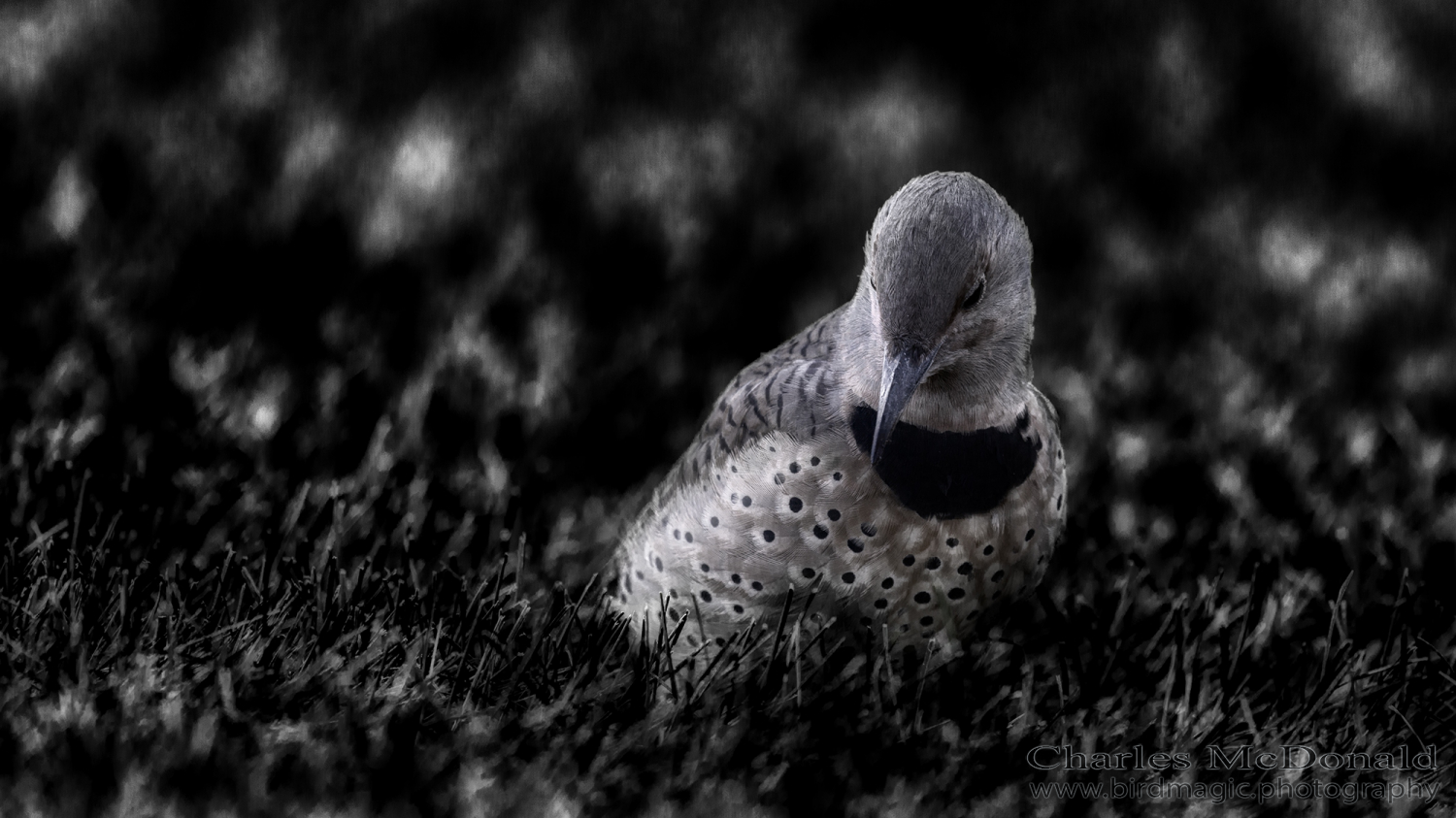Northern Flicker