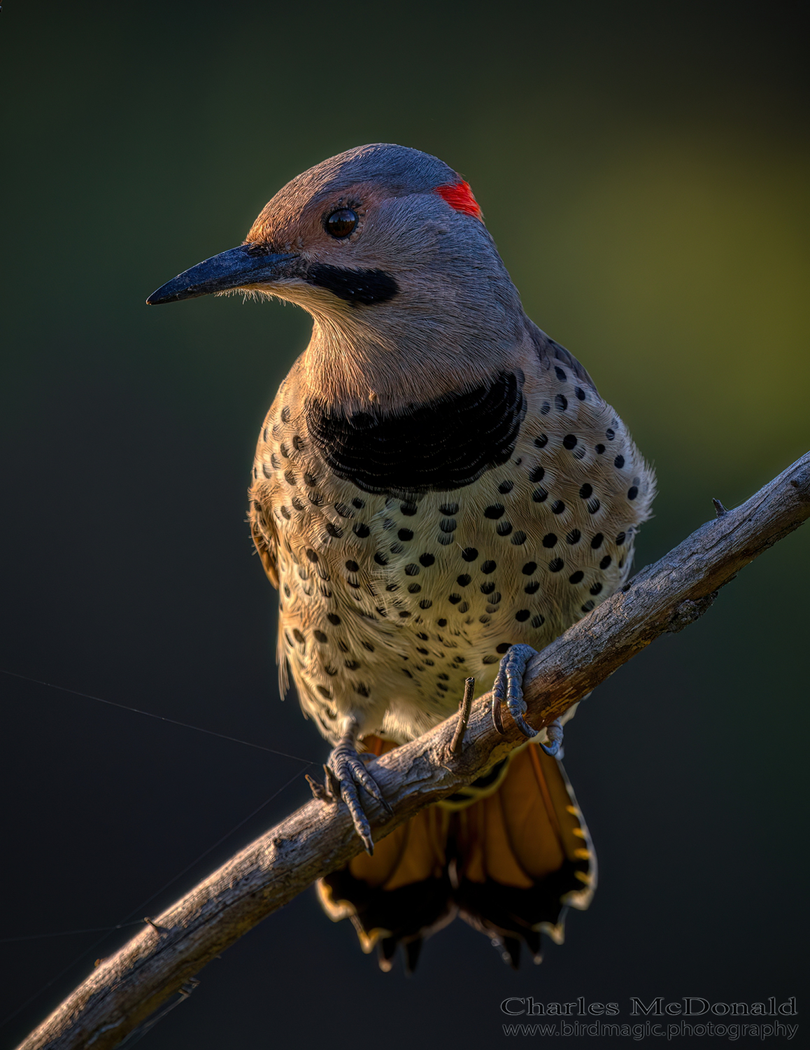 Northern Flicker