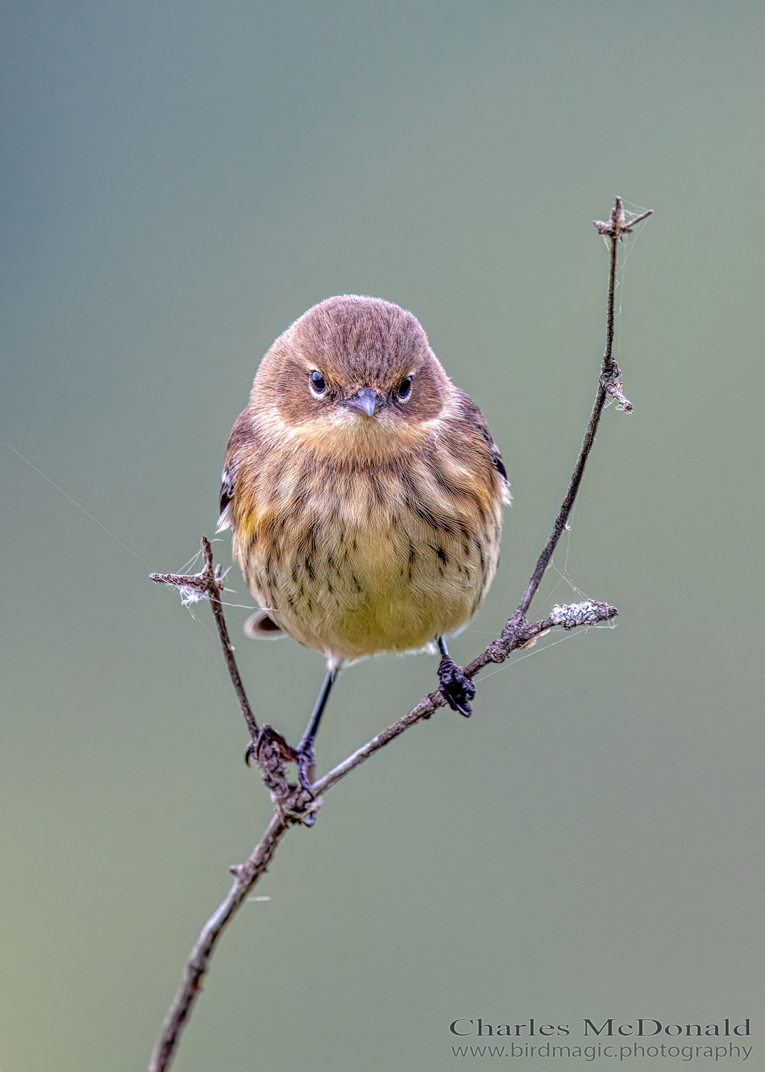 Yellow-rumped Warbler