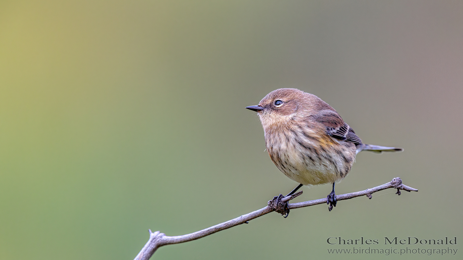 Yellow-rumped Warbler