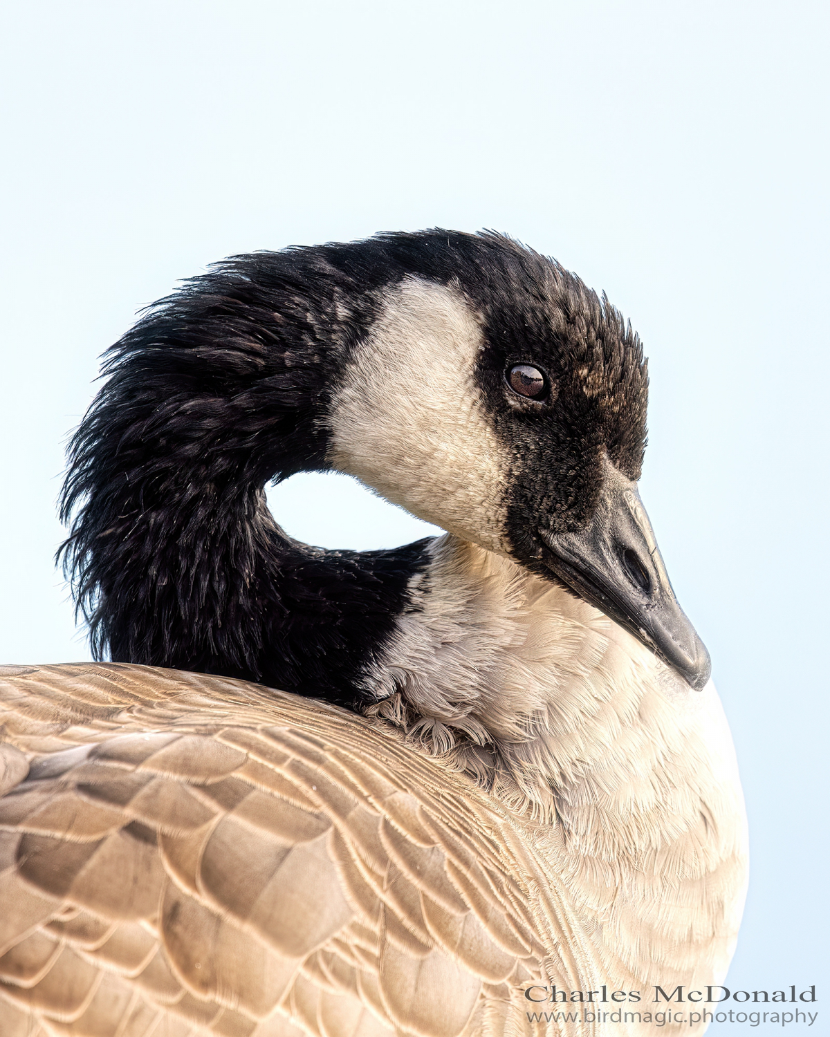 Canada Goose