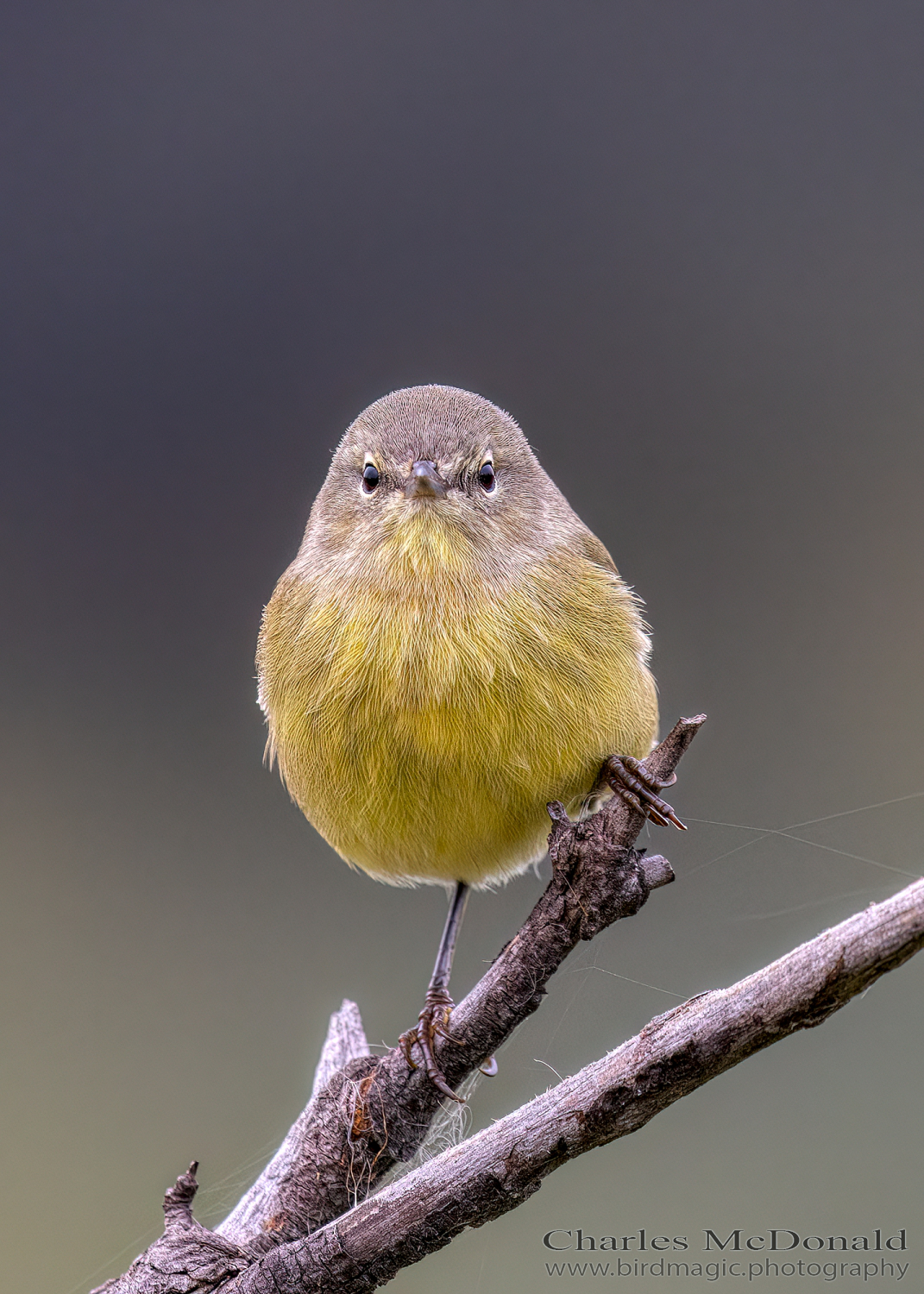 Orange-crowned Warbler