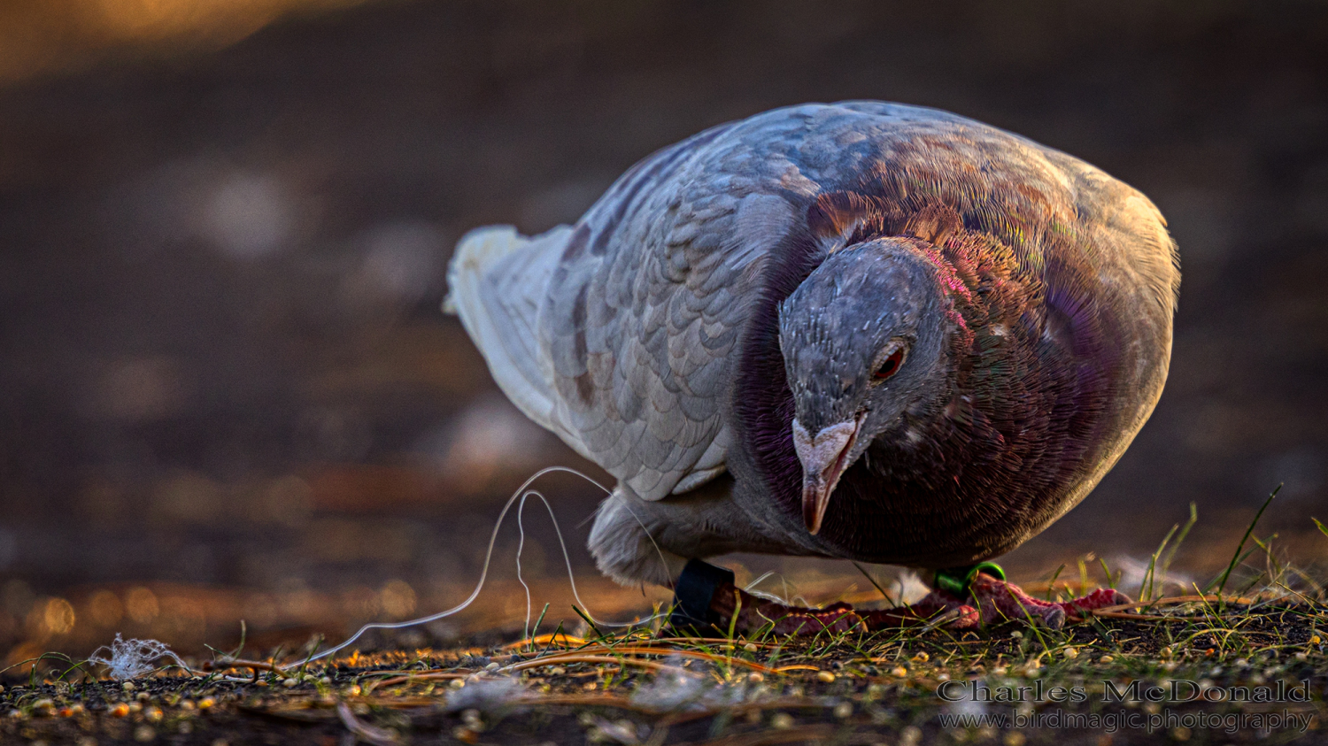 Rock Pigeon
