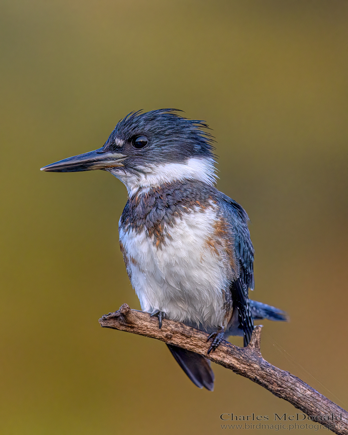 Belted Kingfisher