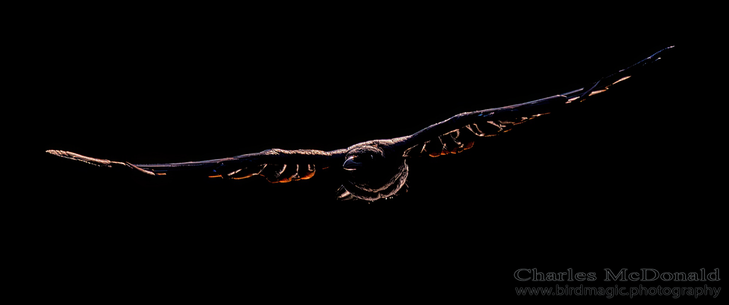 American Crow