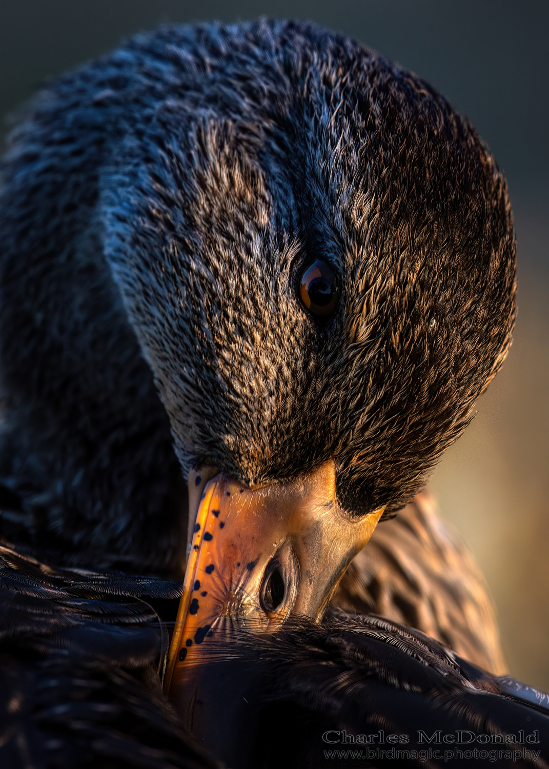 Mallard