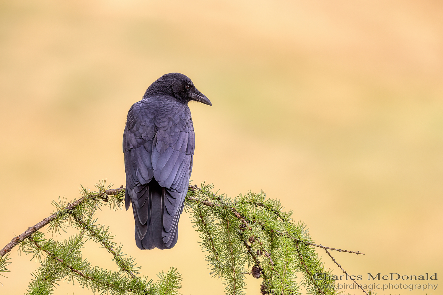 American Crow
