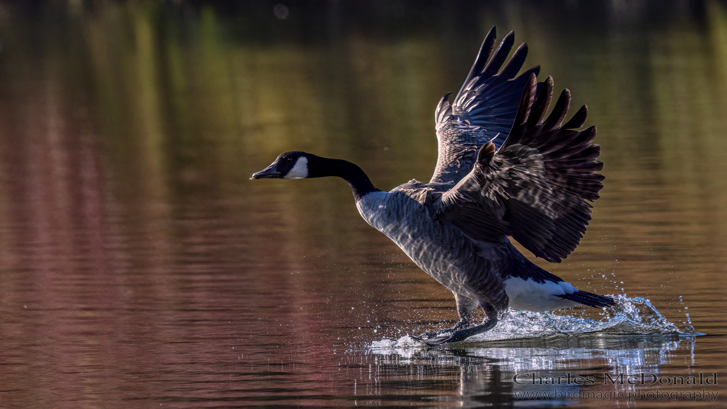 Canada Goose