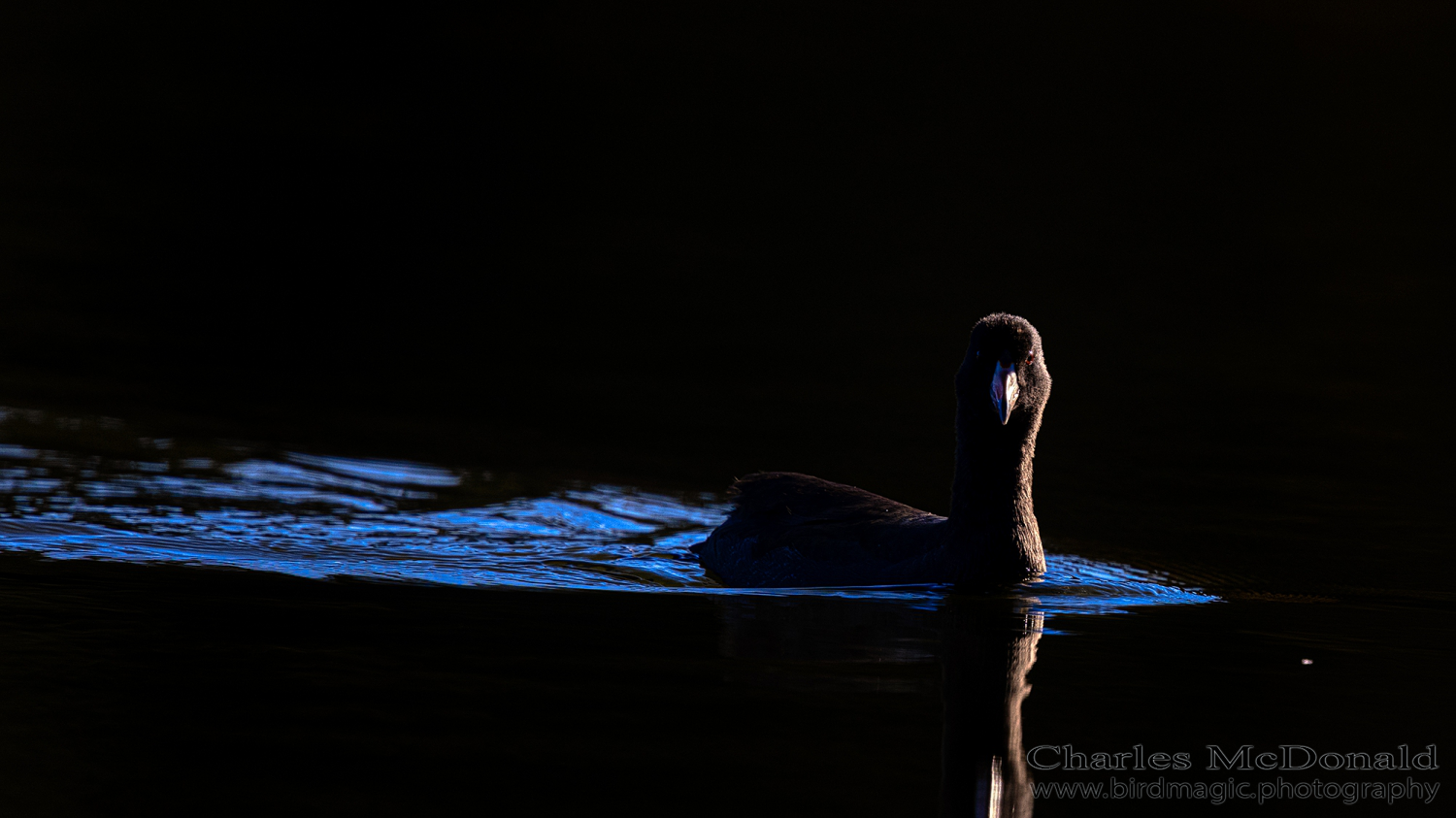 American Coot