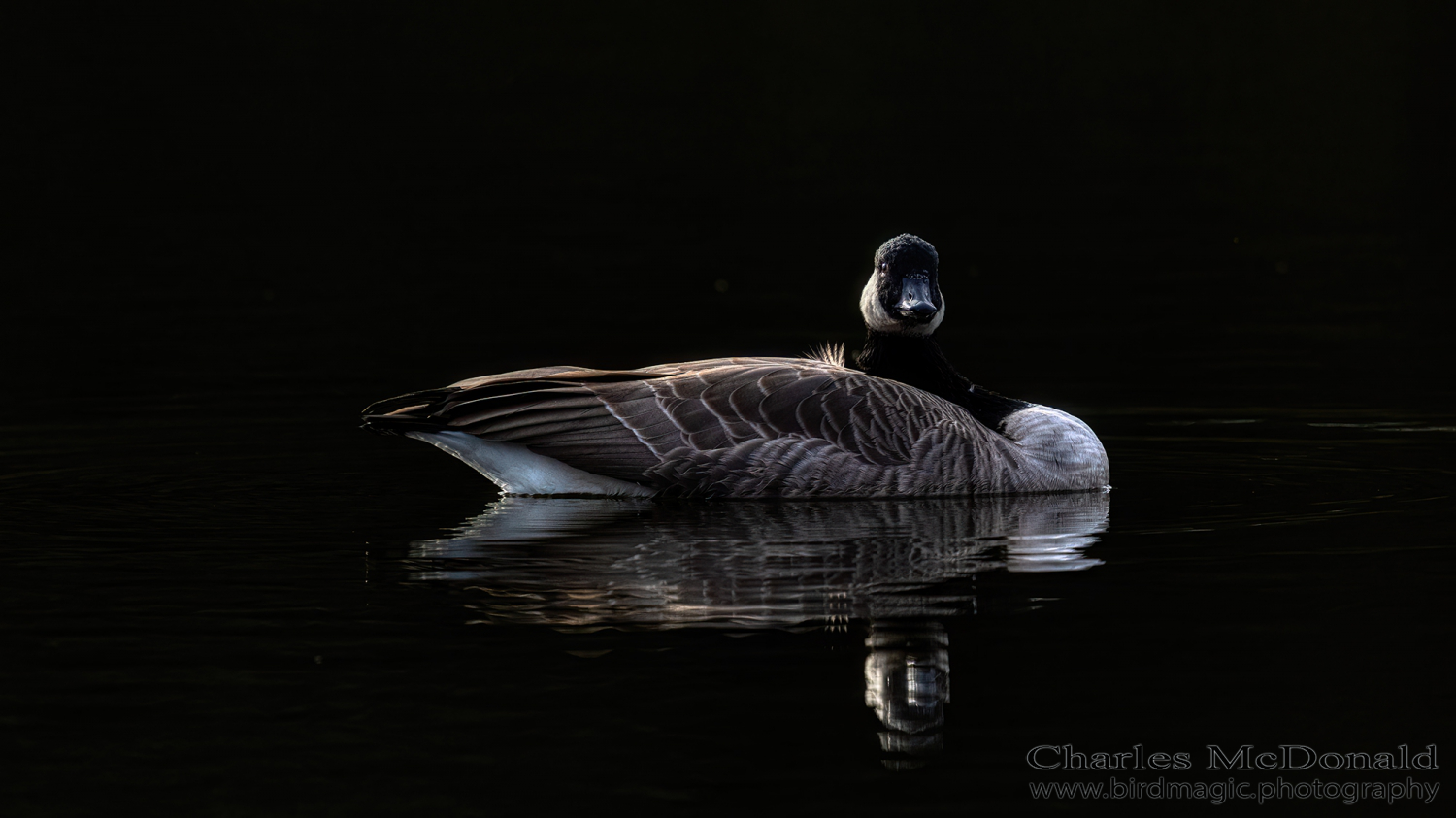 Canada Goose