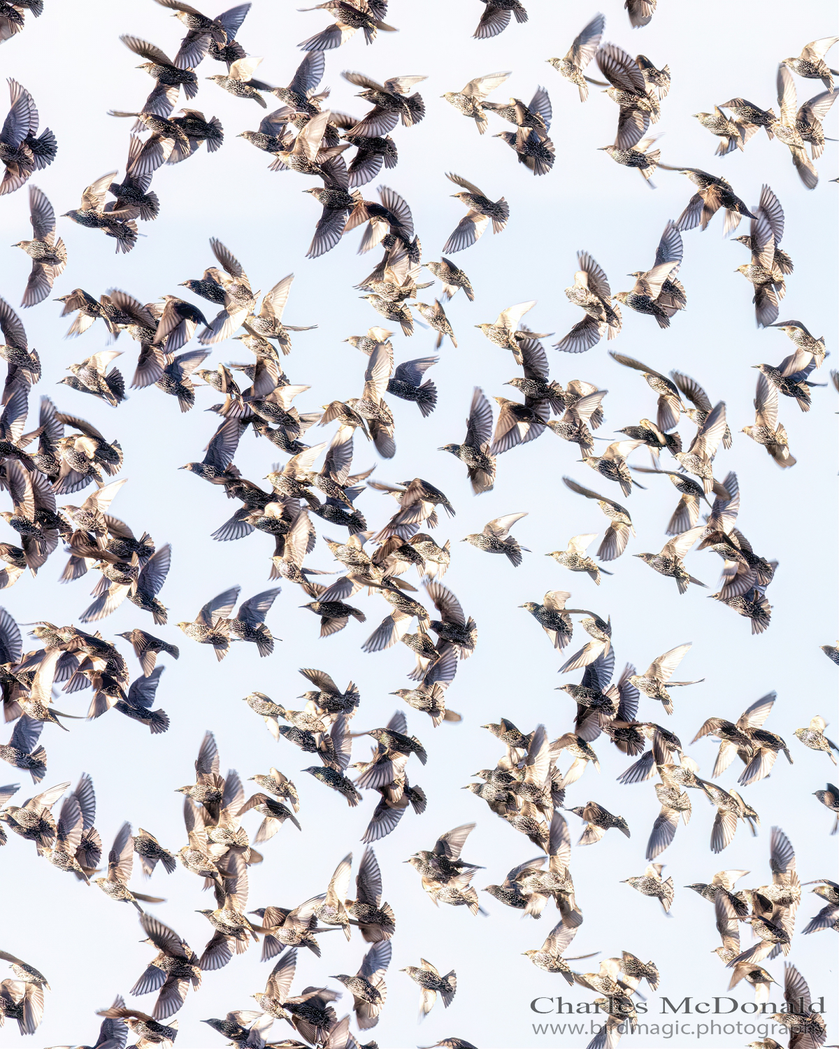 European Starling