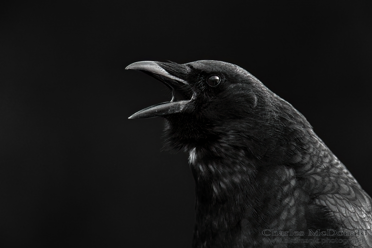 American Crow