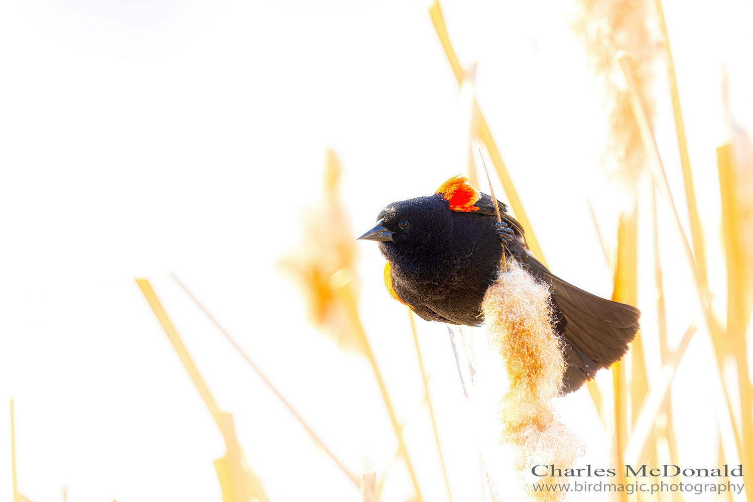 Red-winged Blackbird