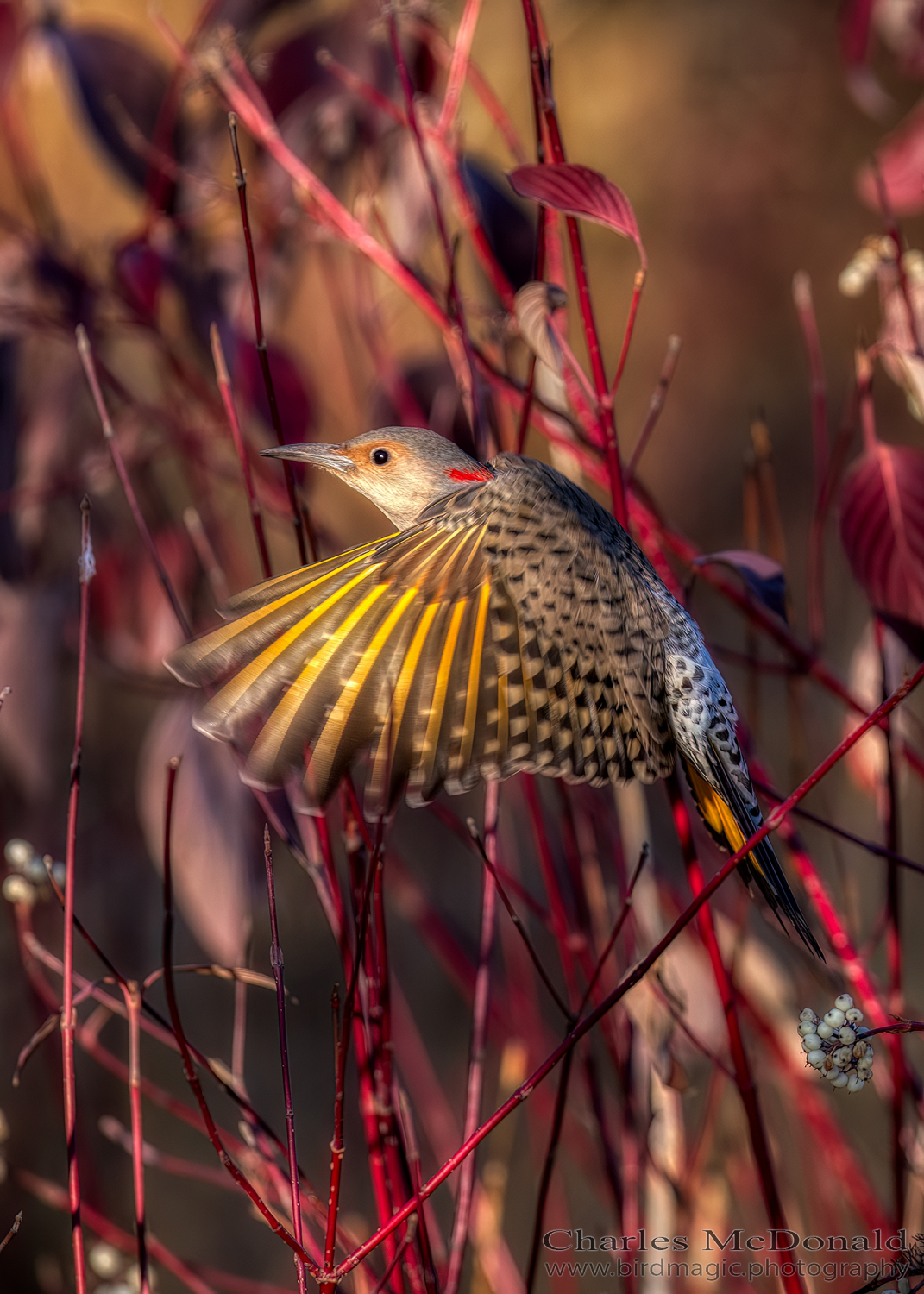 Northern Flicker