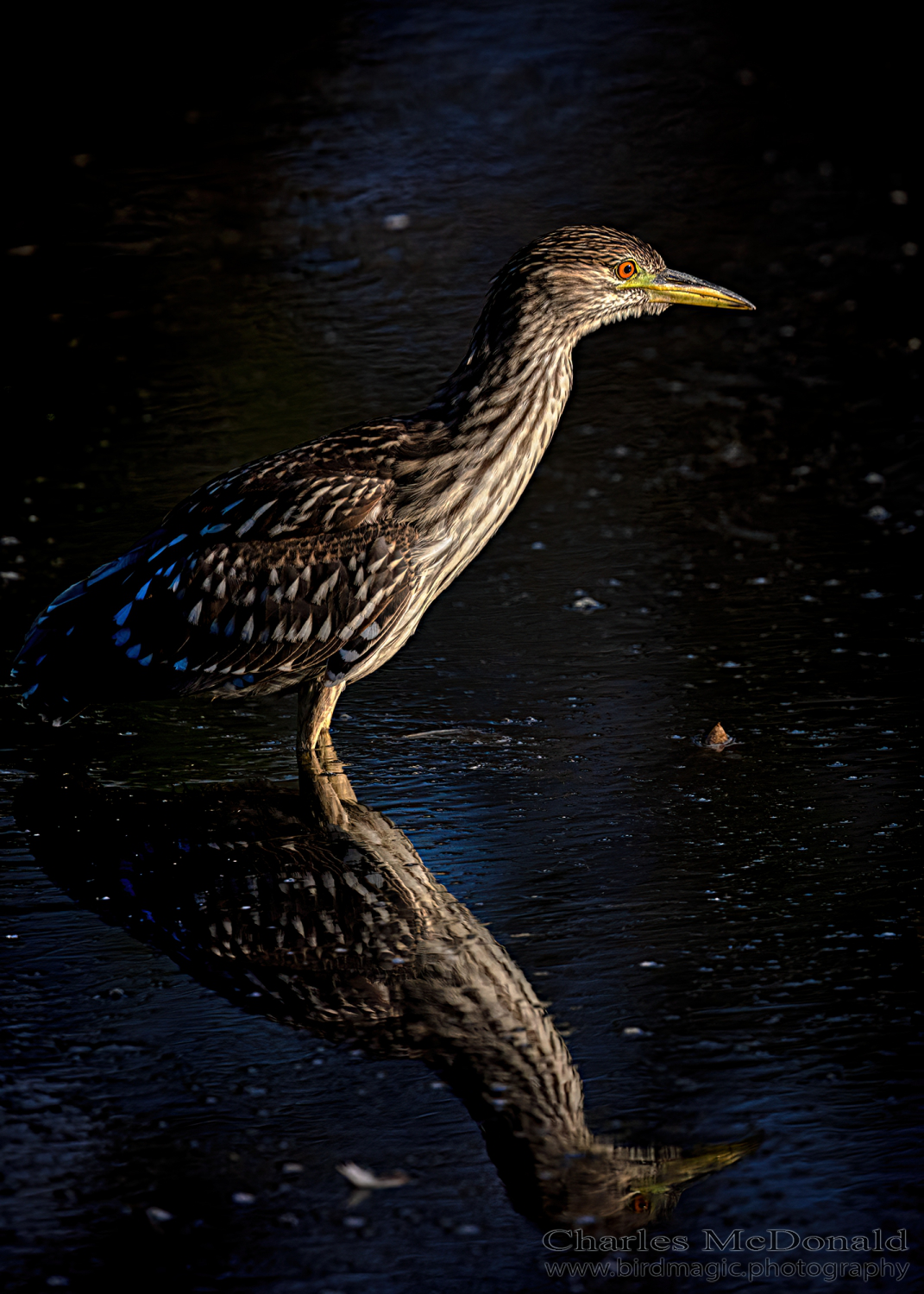 American Bittern