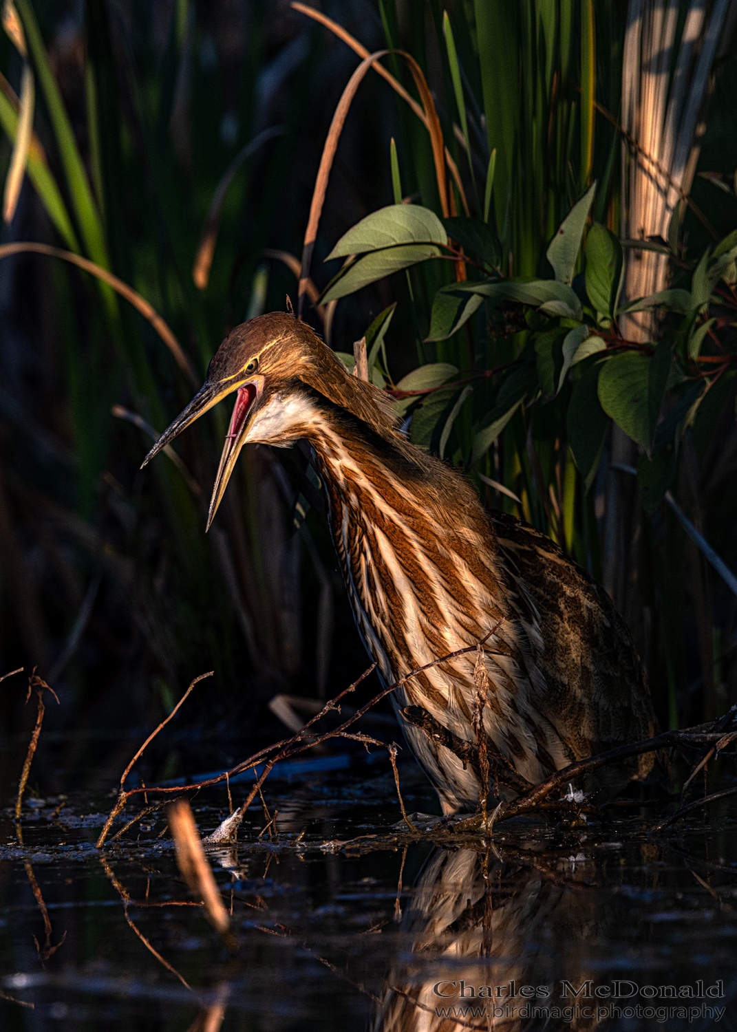 American Bittern