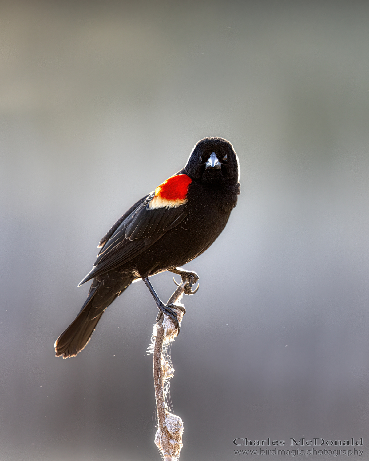 Red-winged Blackbird