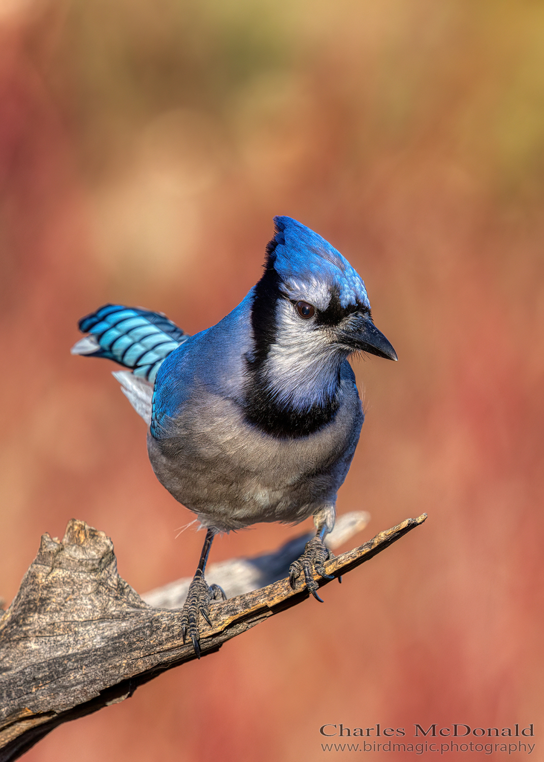 Blue Jay