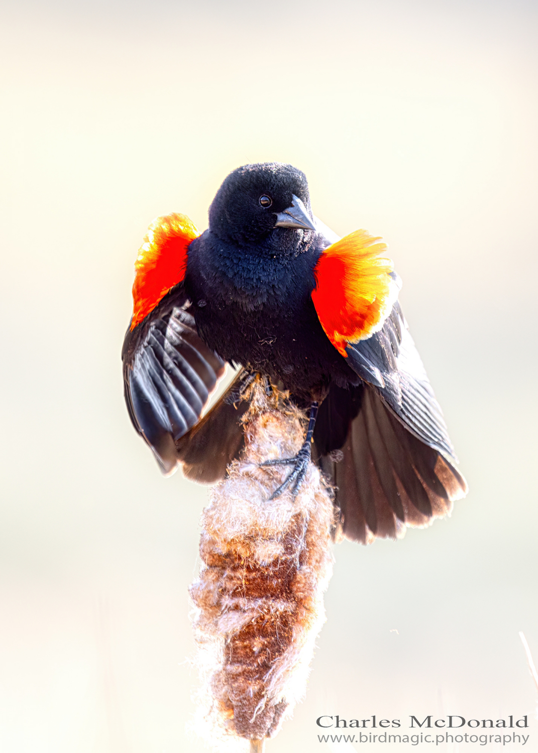 Red-winged Blackbird