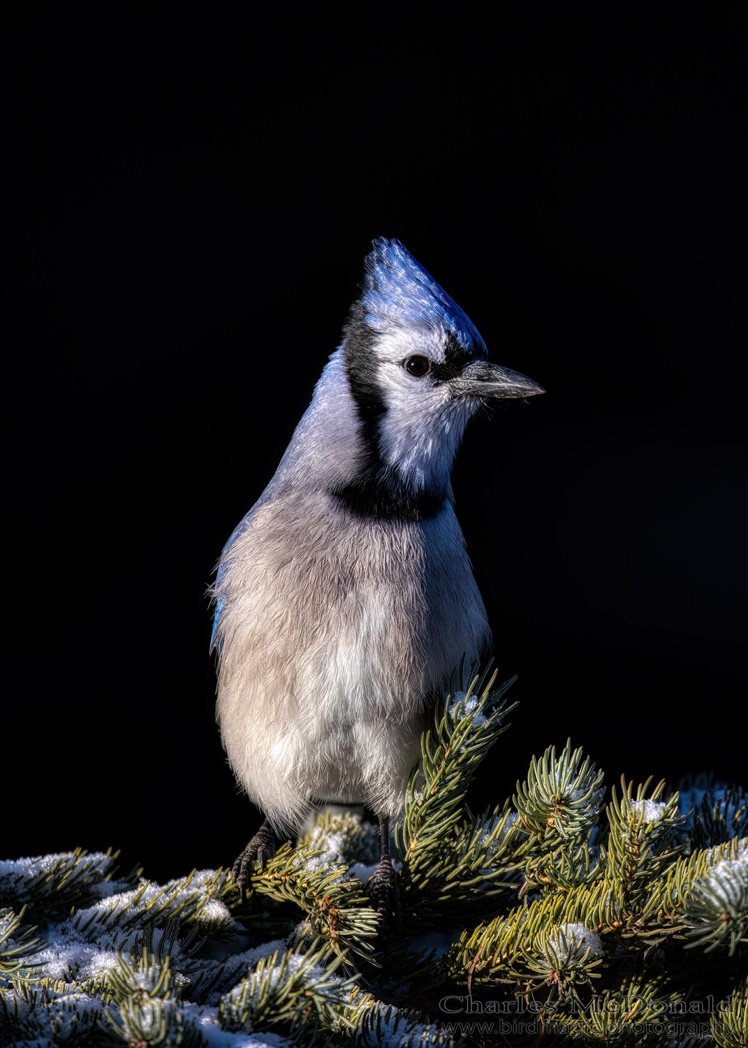 Blue Jay