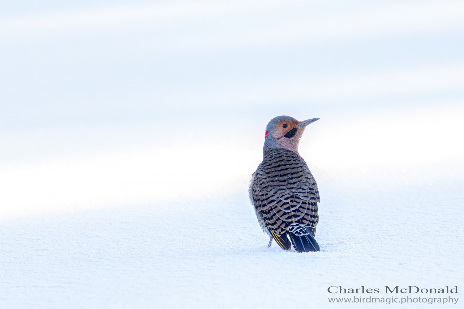 Northern Flicker