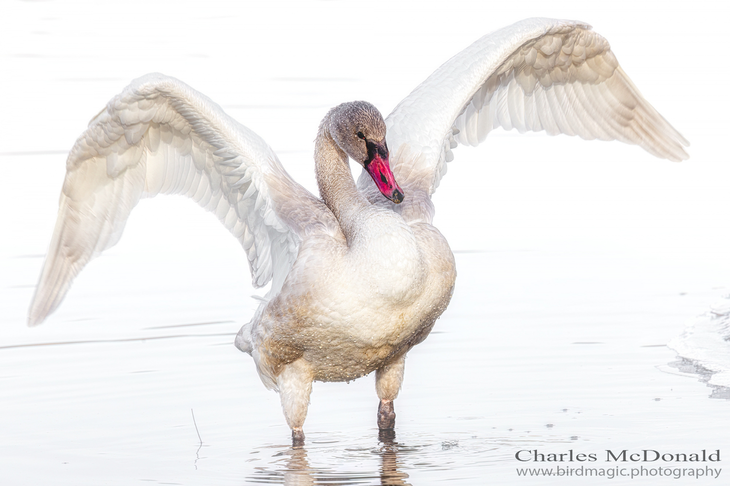 Tundra Swan