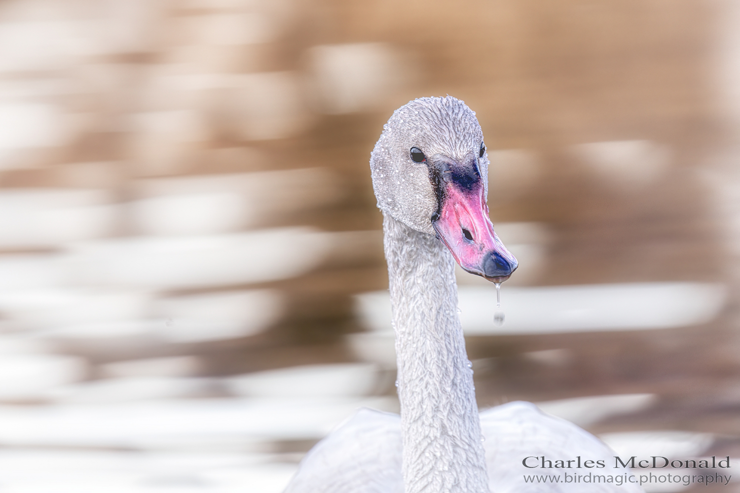 Tundra Swan