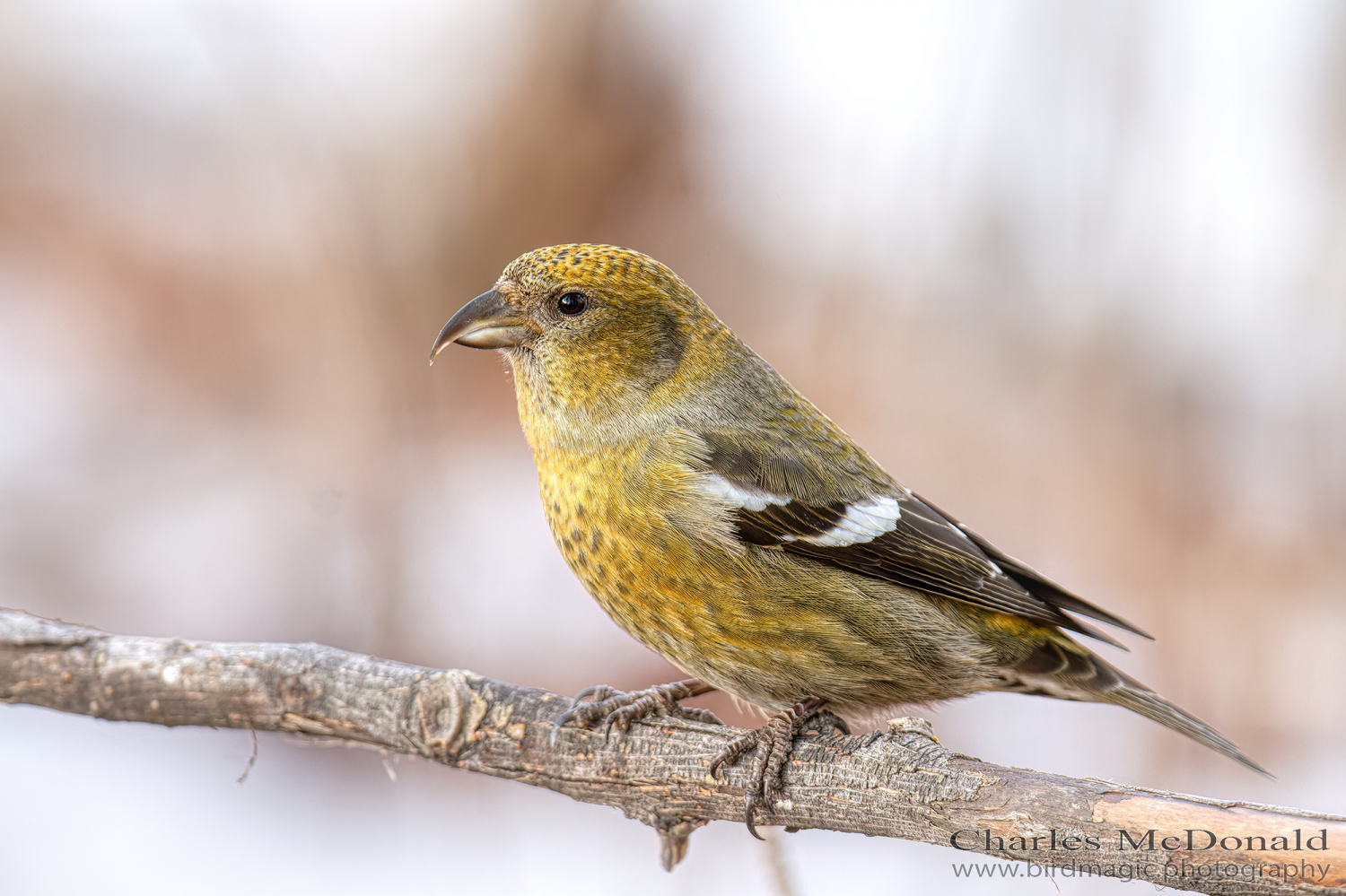 White-winged Crossbill