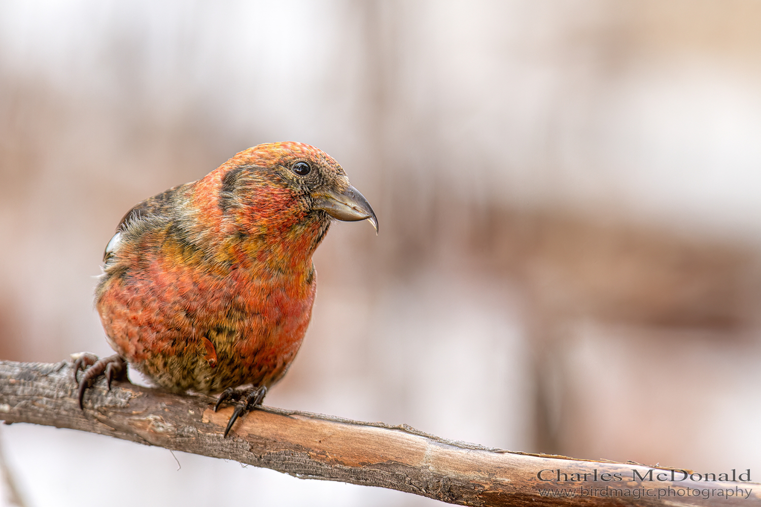 White-winged Crossbill