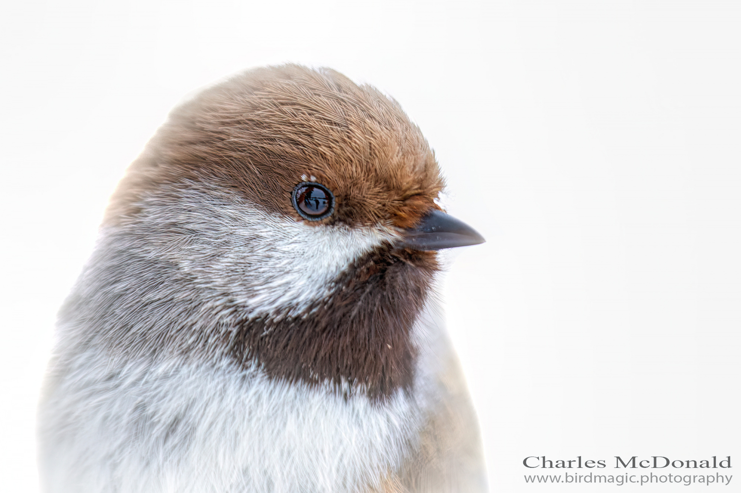 Boreal Chickadee