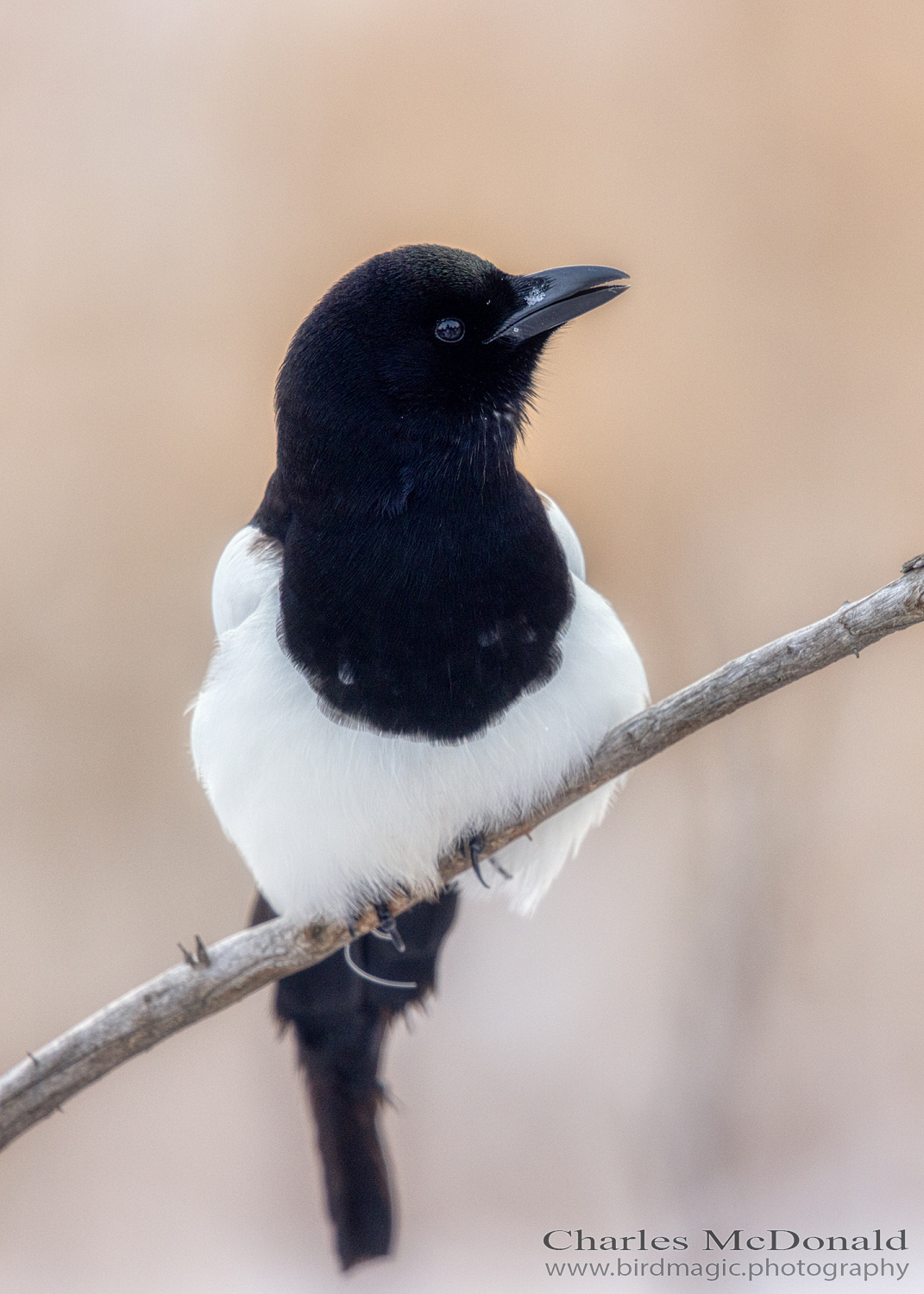 Black-billed Magpie