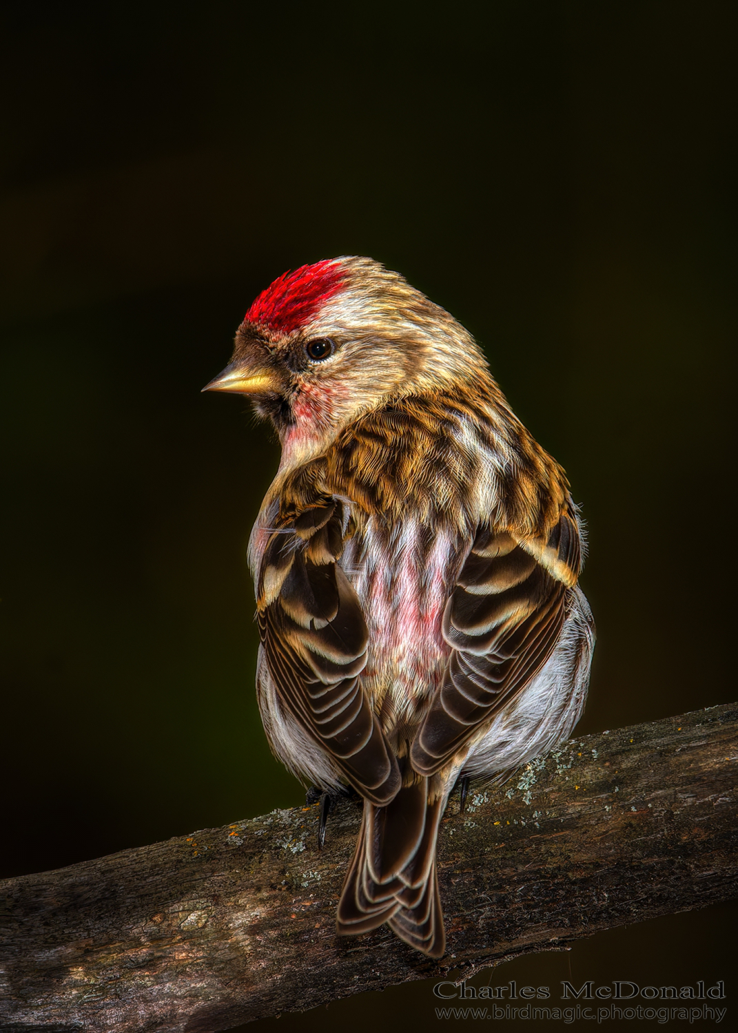 Common Redpoll