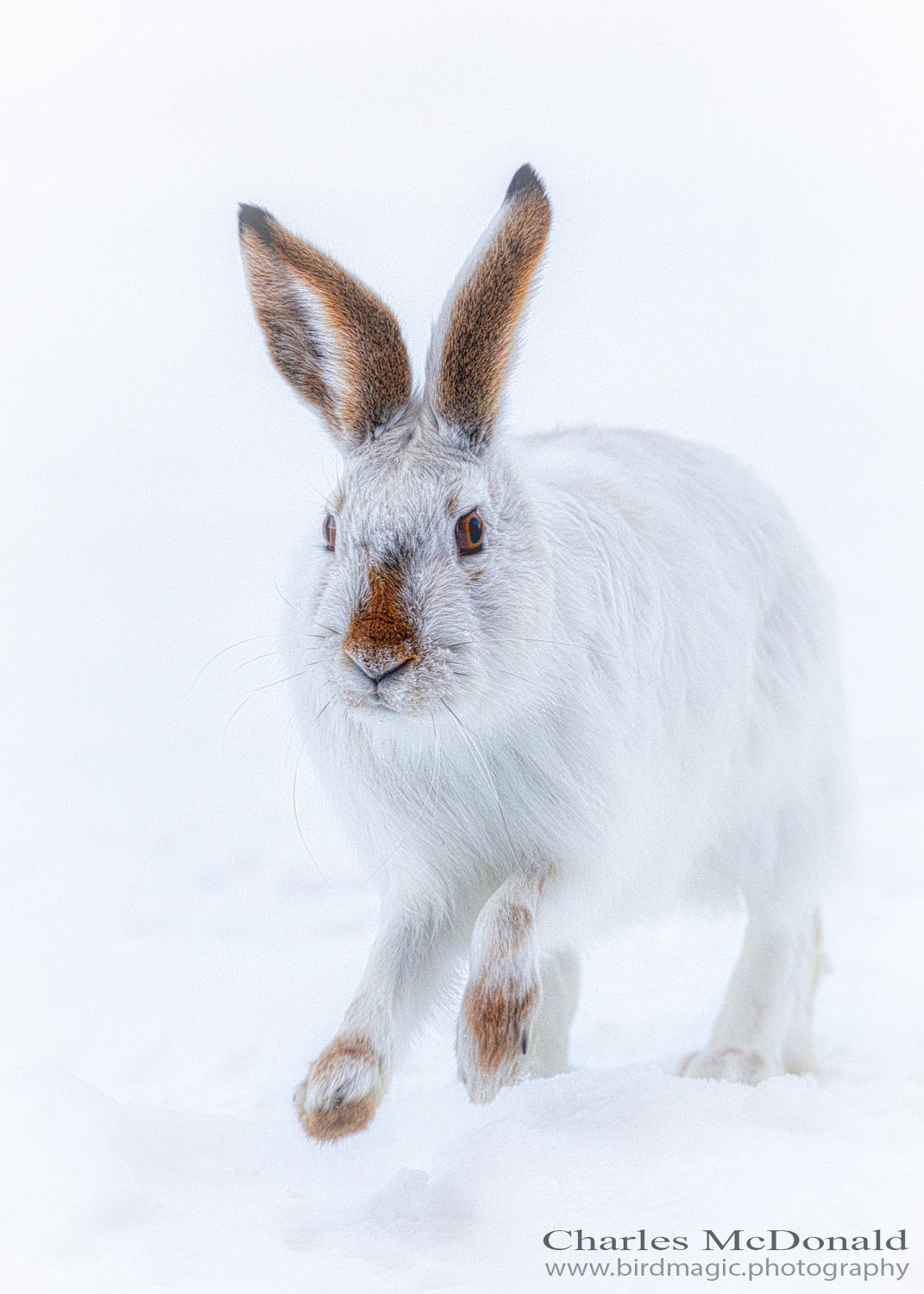 White-tailed Jack Rabbit