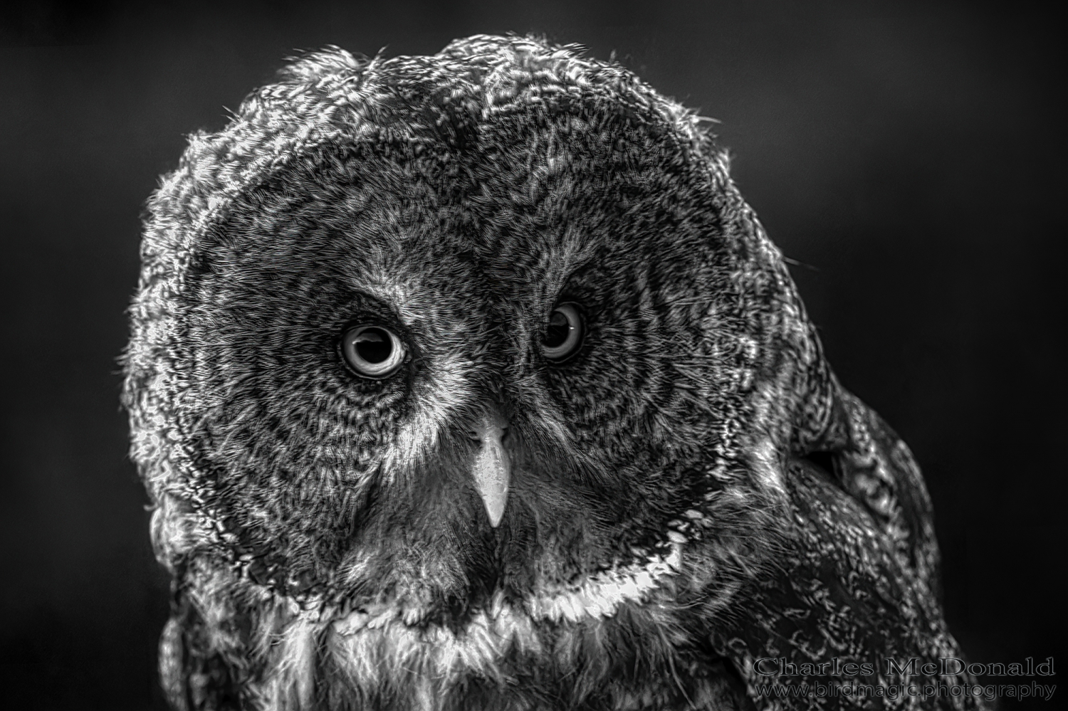 Great Gray Owl